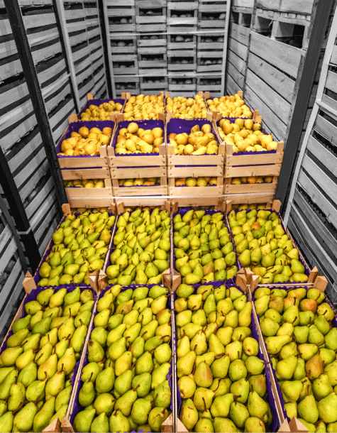 Archive_Supply Chain